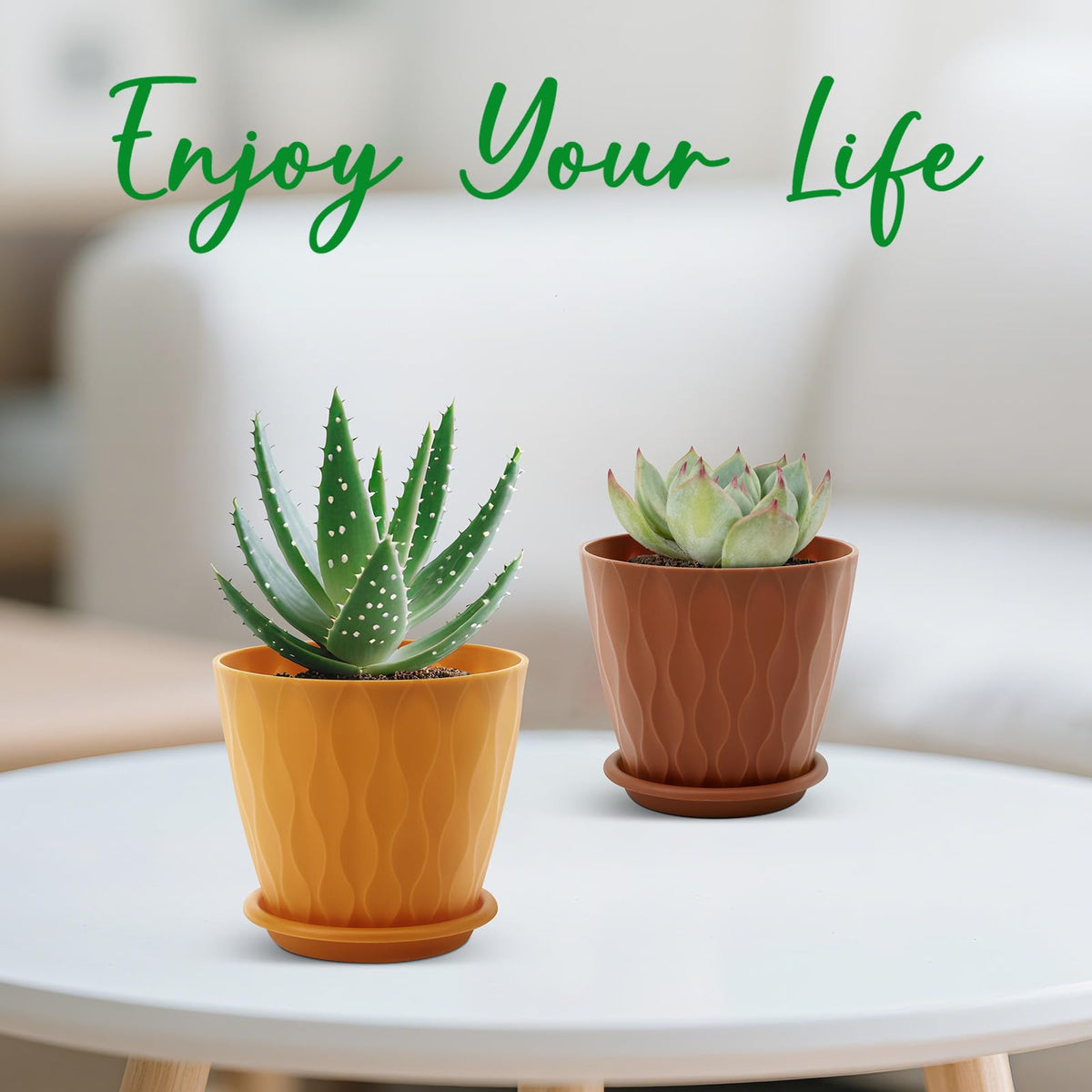 YNNICO multicolor scheme enhances small plant arrangements and seasonal displays.