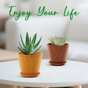 YNNICO multicolor scheme enhances small plant arrangements and seasonal displays.