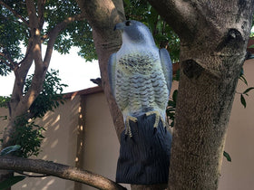 YOFIT realistic hawk decoy close-up shows detailed molded plastic.