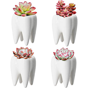 YOFIT teeth pots in white ceramic add modern dental office decor.