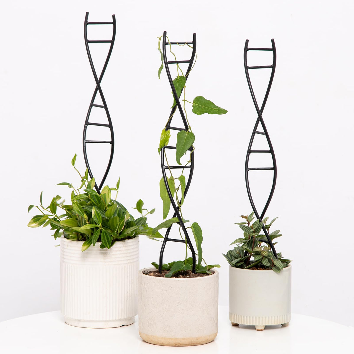 Yohsnor DNA trellis supports indoor plants with a sleek black finish for stylish growth.