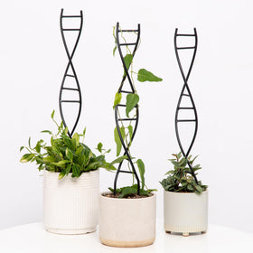 Yohsnor DNA trellis supports indoor plants with a sleek black finish for stylish growth.