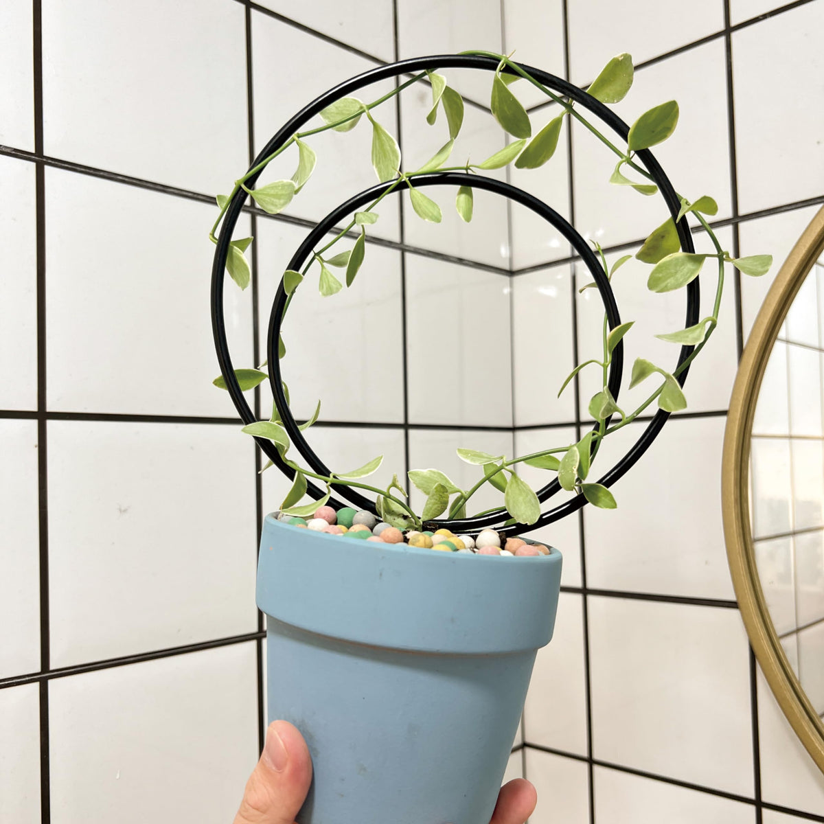 Yohsnor tool-free assembly trellis enables quick setup.