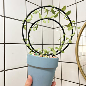 Yohsnor tool-free assembly trellis enables quick setup.