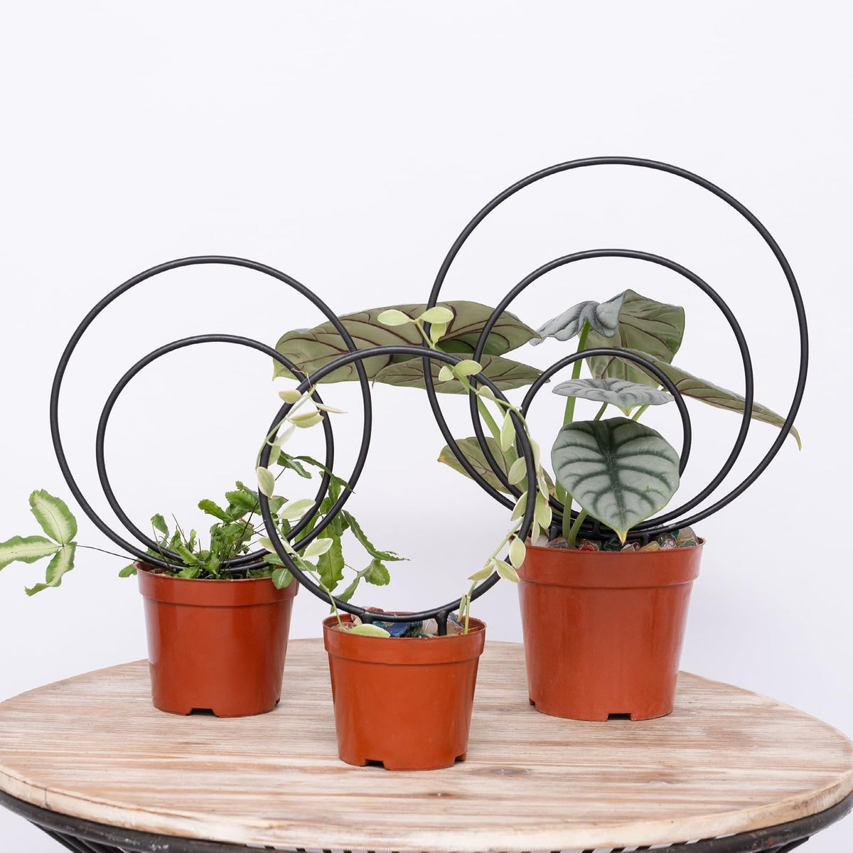 Yohsnor Hoya Trellis small in pot supports climbing vines indoors.