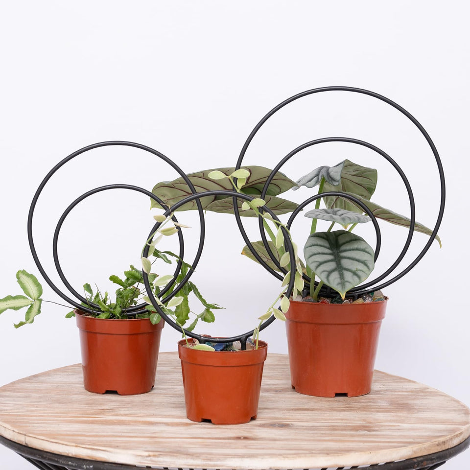 Yohsnor Hoya Trellis small in pot supports climbing vines indoors.