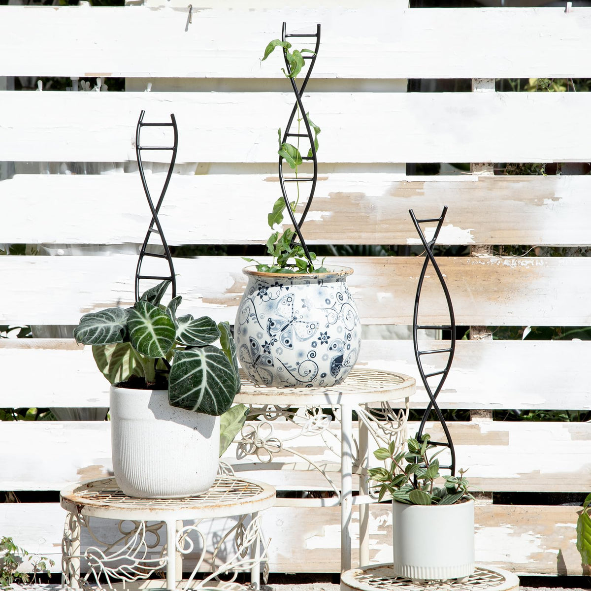 Yohsnor rose climber trellis set helps roses reach upward with tidy support.