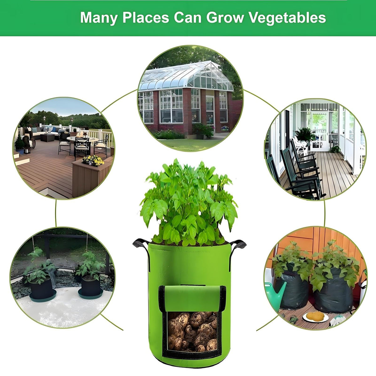 YOQXHY plants in garden setup show versatile outdoor planting options