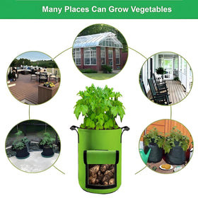 YOQXHY plants in garden setup show versatile outdoor planting options