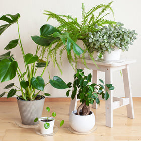 Youeon clear plant saucer 10-inch petal-bottom adds elegance and protection.