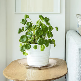 Youeon clear plant saucer 12-inch petal-bottom provides stylish support for larger planters.