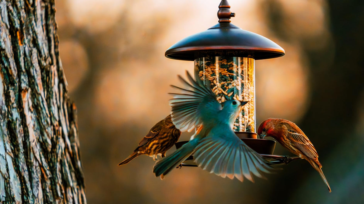 Youvip adjustable hanging-height option on metal roof bird feeder fits any space.