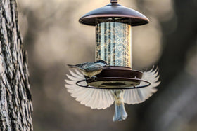 Youvip outdoor setup with metal roof bird feeder adds color to the yard.