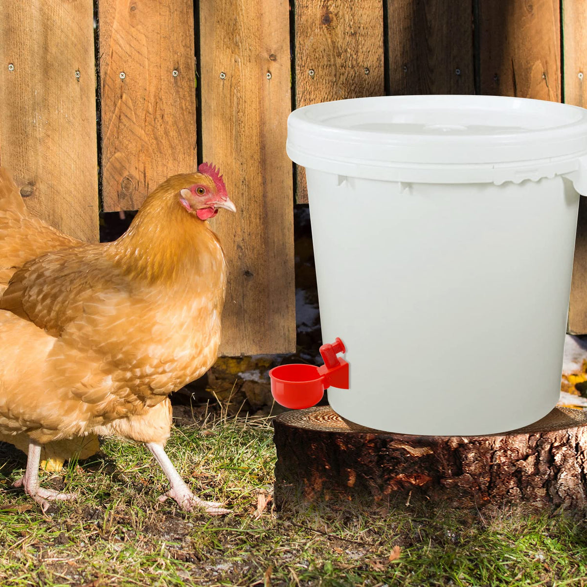 Yrangee chicken water cups keep water fresh for the flock.