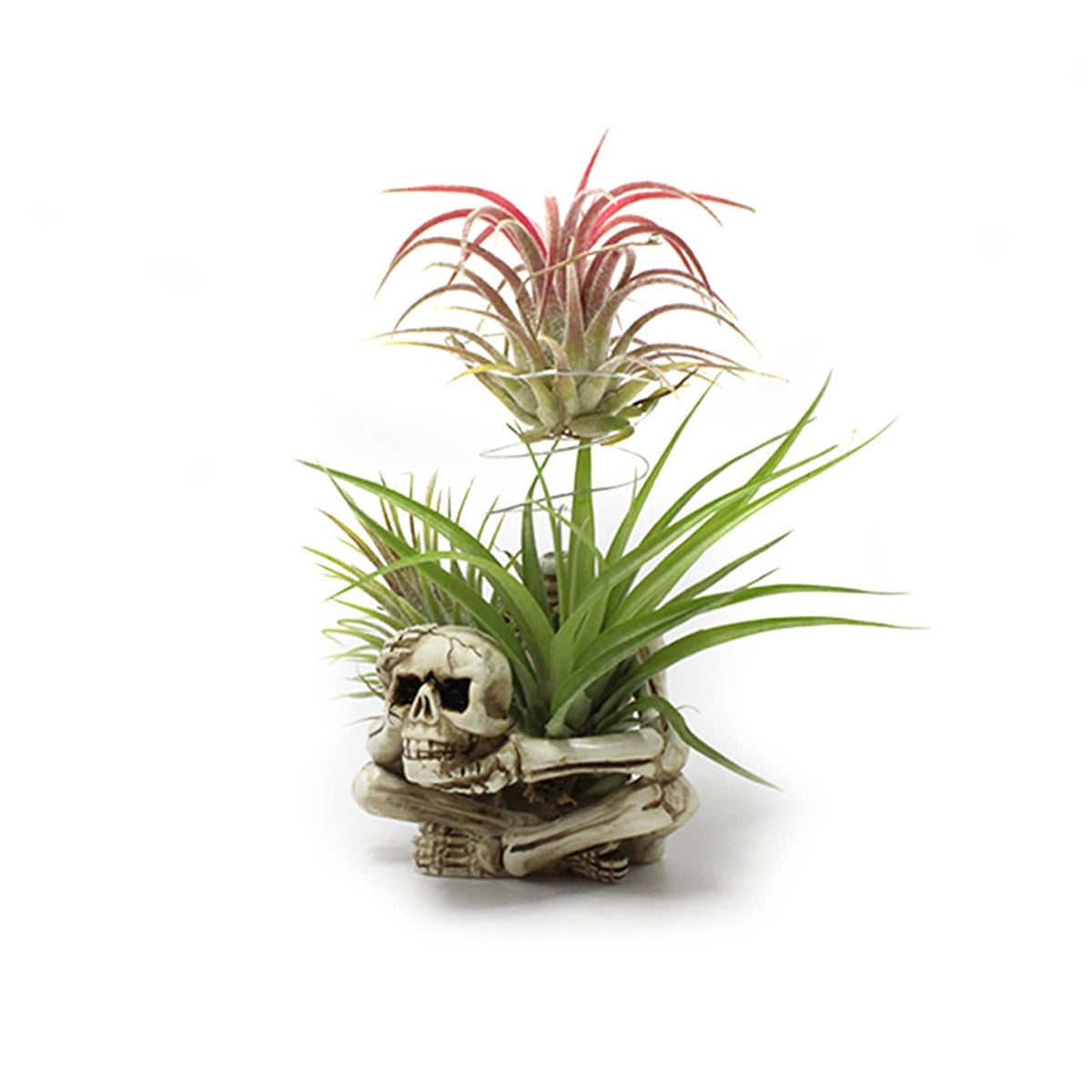 YRDGRG Gothic skull planter brightens desks with unique decorative accent