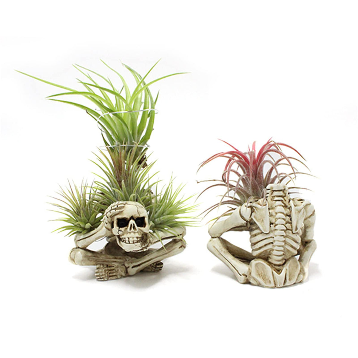 YRDGRG resin Tillandsia container adds quirky charm to shelves and terrariums