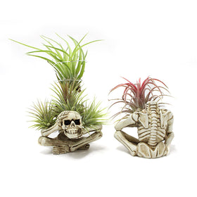 YRDGRG resin Tillandsia container adds quirky charm to shelves and terrariums