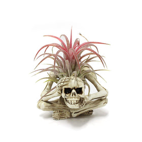 YRDGRG skeleton air plant holder with a cute face for desk decor