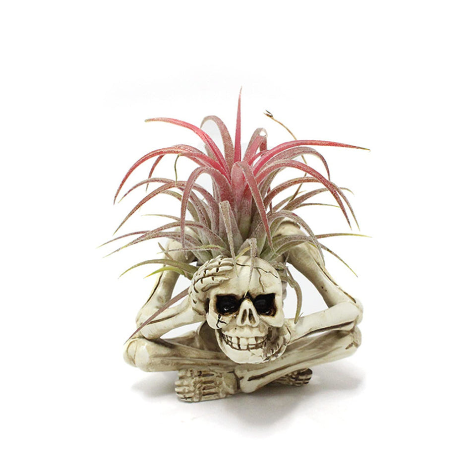 YRDGRG skeleton air plant holder with a cute face for desk decor