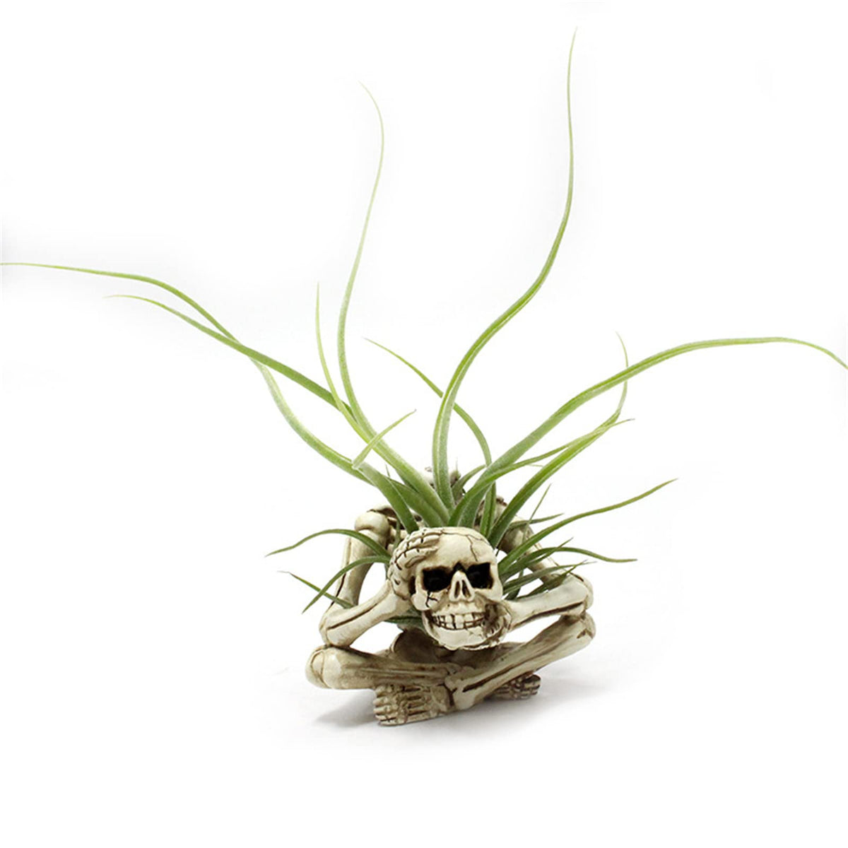 YRDGRG skull tabletop planter pairs well with small succulents