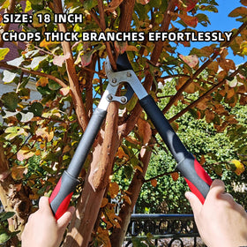 YRTSH rose and bushes pruning illustrate versatile landscape maintenance