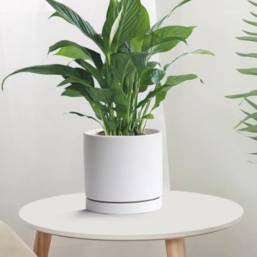 Durable ceramic Yukfona saucer maintains shape and supports plant bases.