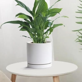 Durable ceramic Yukfona saucer maintains shape and supports plant bases.
