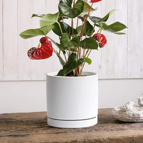 Two-pack Yukfona saucers provide convenient backups for rotating planters.