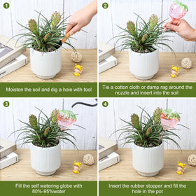 Yurucenus 180 ml capacity globes provide extended autonomous plant care for indoors.