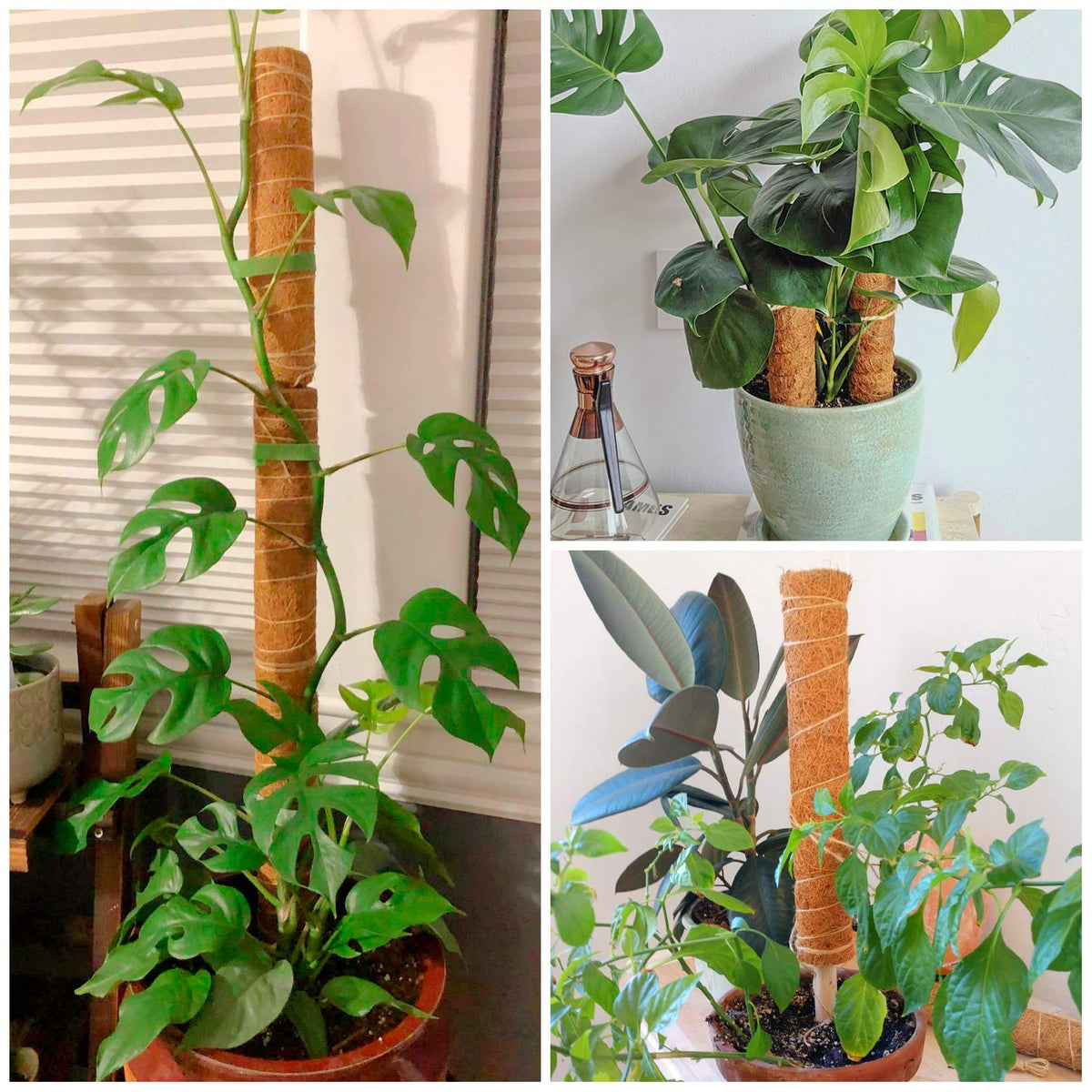 ZAUGONTW indoor plant support for pothos monstera and creepers.