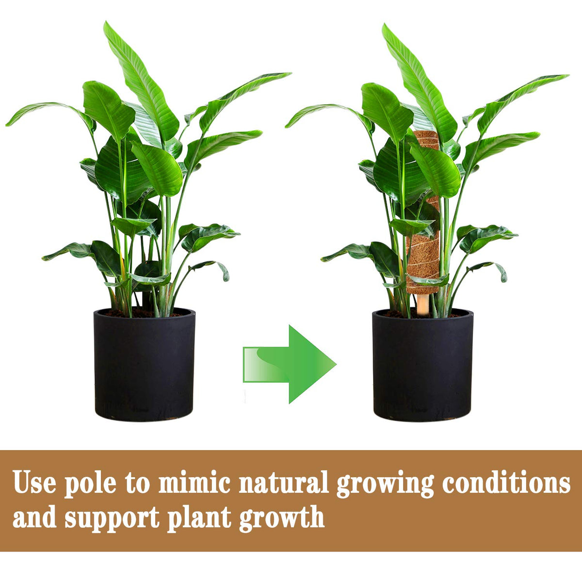 ZAUGONTW natural coconut coir material offers durable eco friendly stakes.