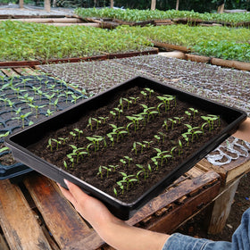 ZAVOOS microgreen seedling tray bulk pack for home sprouting.