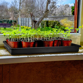 ZAVOOS one-piece seedling tray simplifies care for beginners and pros.