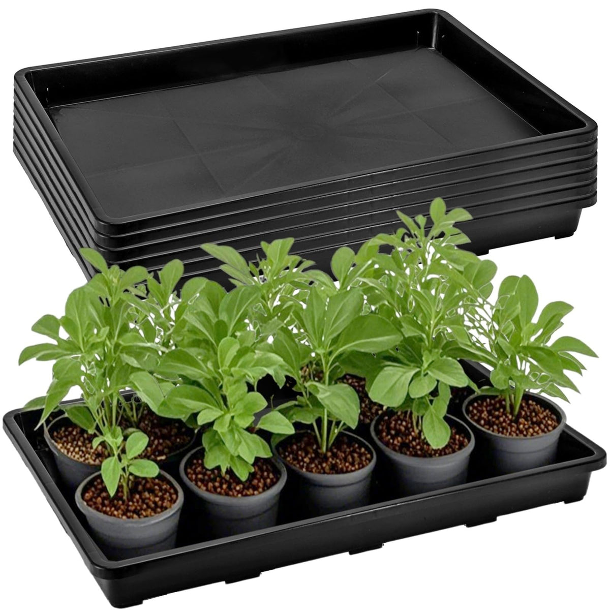 ZAVOOS seedling tray with no drainage holes for tidy indoor watering.