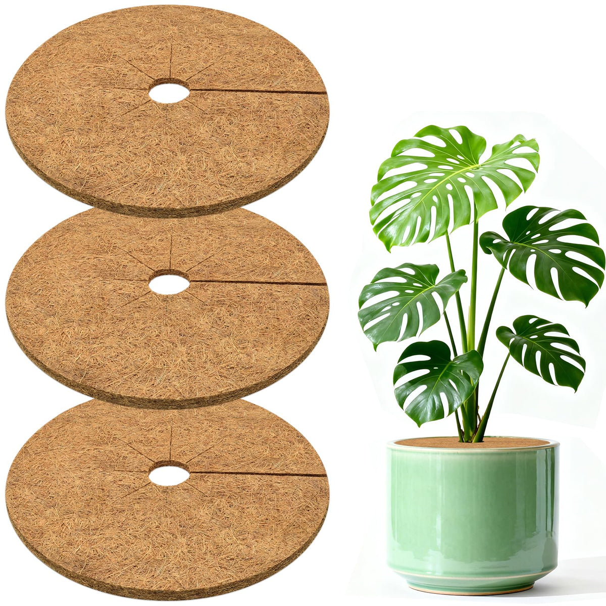 ZeeDix 3-pack coconut fiber mulch ring surrounds a potted plant to retain moisture
