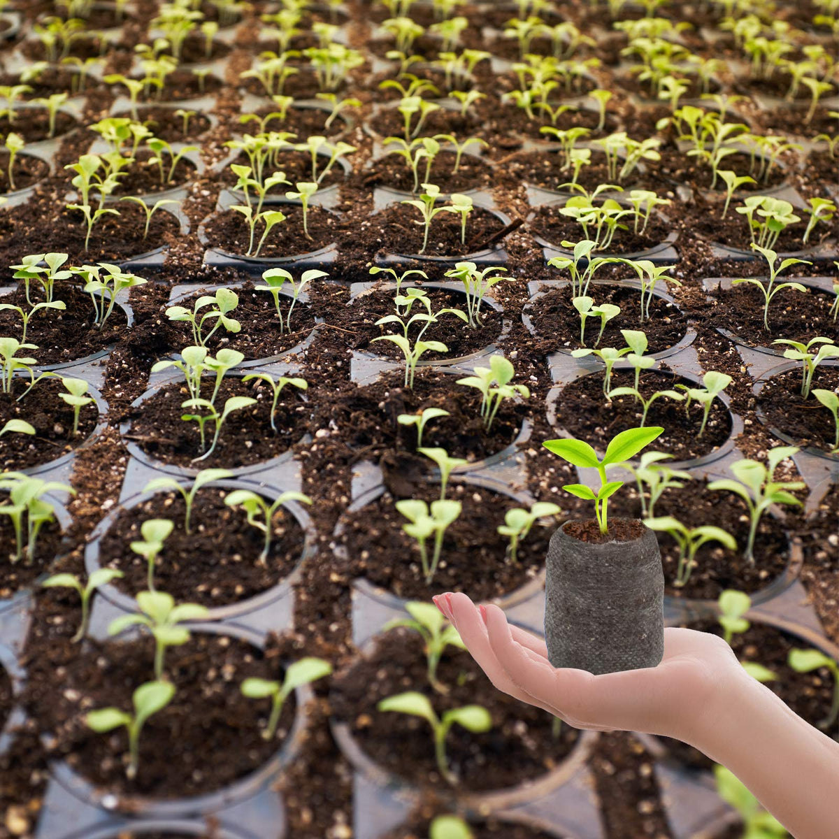 ZeeDix beginner-friendly gardening seed starter for learning