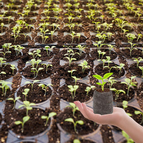 ZeeDix beginner-friendly gardening seed starter for learning