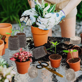 ZeeDix compact nursery blocks support easy transplanting