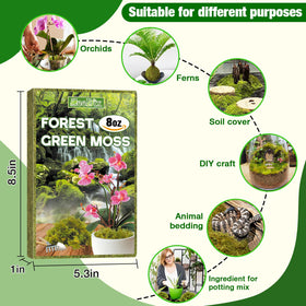 ZeeDix Forest Moss enhances crafts like wreaths and kokedama.
