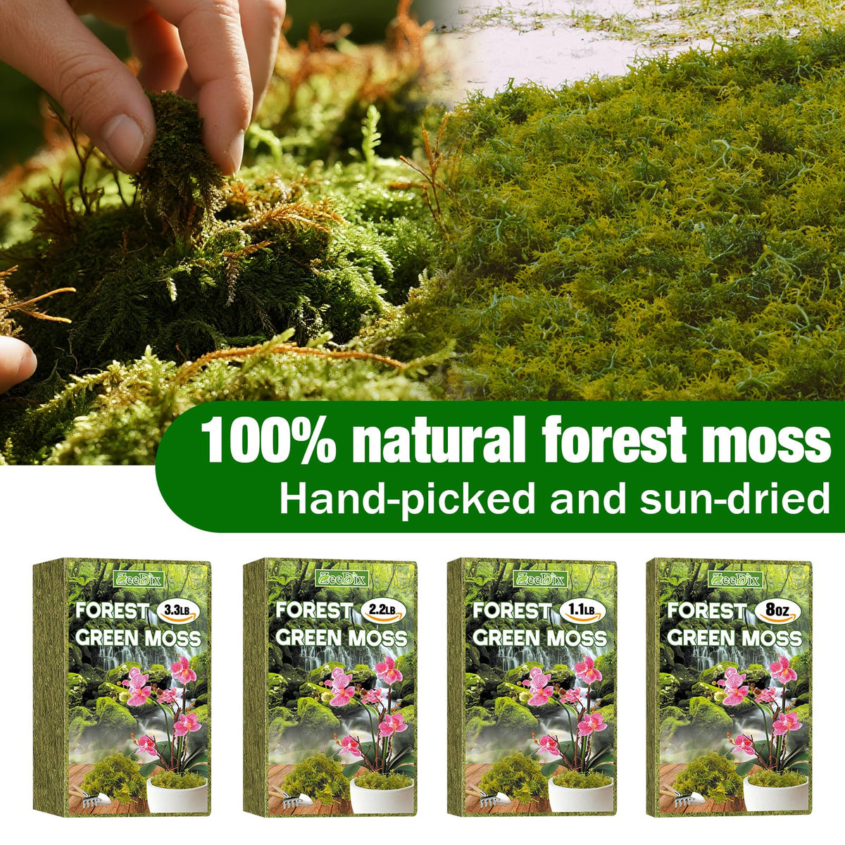 ZeeDix Forest Moss in terrarium humidity supports habitat moisture balance.