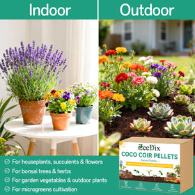 ZeeDix indoor garden using succulents and herbs in coco coir.