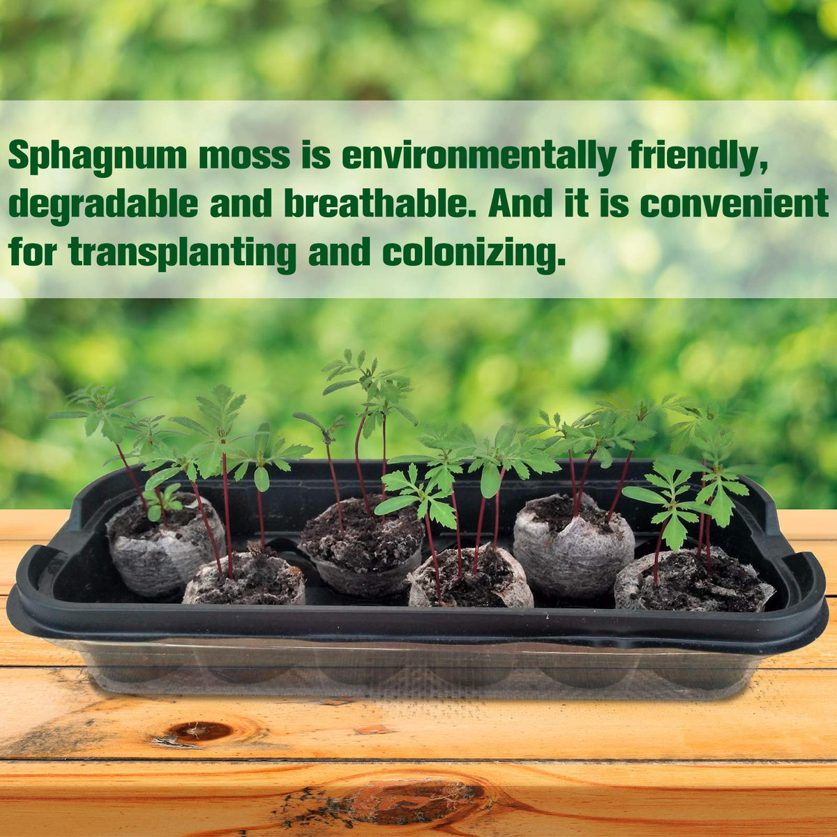 ZeeDix moss-based seedling block highlights natural material boosting transplant success.