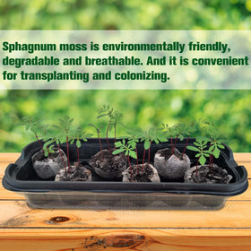 ZeeDix moss-based seedling block highlights natural material boosting transplant success.