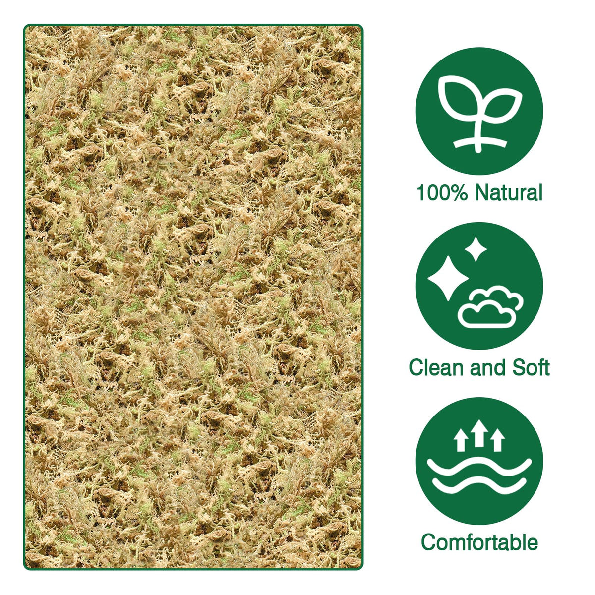Zeedix orchid potting with moss supports healthy roots and moisture retention