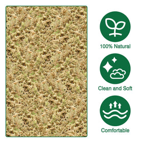 Zeedix orchid potting with moss supports healthy roots and moisture retention