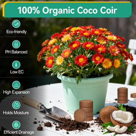 ZeeDix organic coconut fiber soil provides breathable roots and moisture.