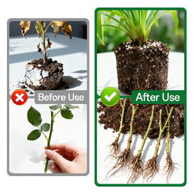 Zeedix perlite works well with succulents and cacti for well-drained soil.