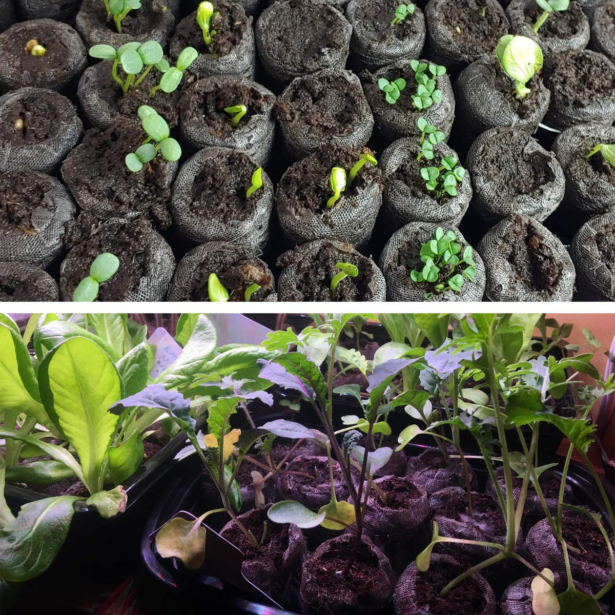 ZeeDix planting setup demonstrates simple transplant from pods to planters.