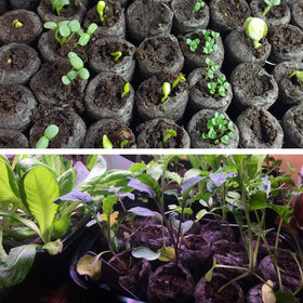 ZeeDix planting setup demonstrates simple transplant from pods to planters.