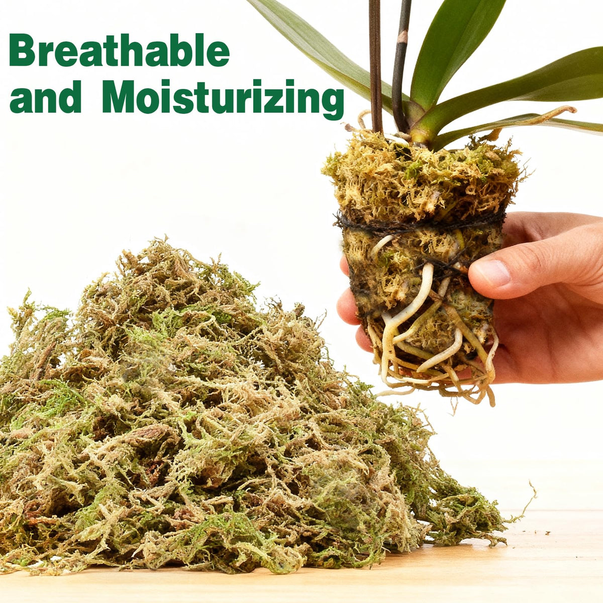Zeedix pure undyed sphagnum moss safe for delicate plants and terrariums